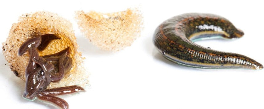 1 Cosmetic Leech