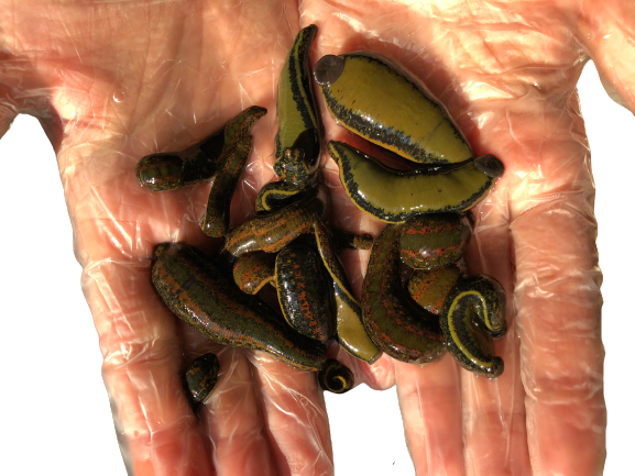 40 Leeches - Large Size