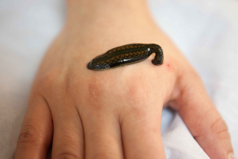 1 Small Medicinal Leech