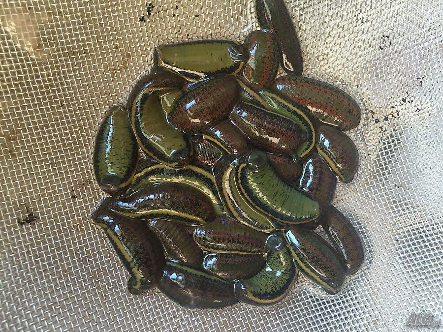 30 Leaches Hirudo Verbana