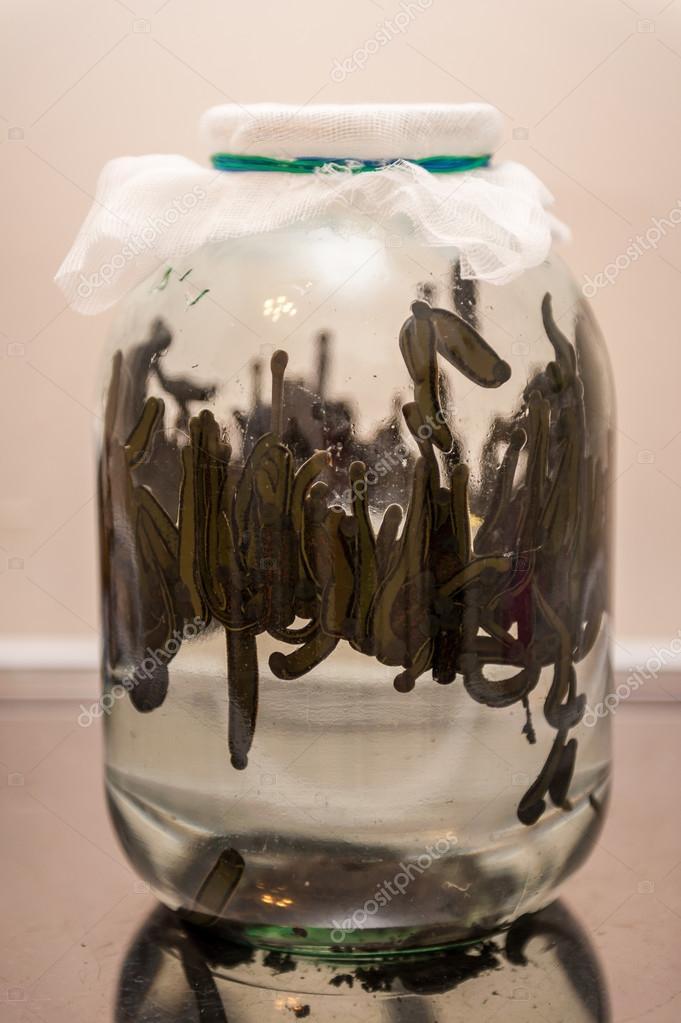 Leech Special Offer of 1500 Leeches