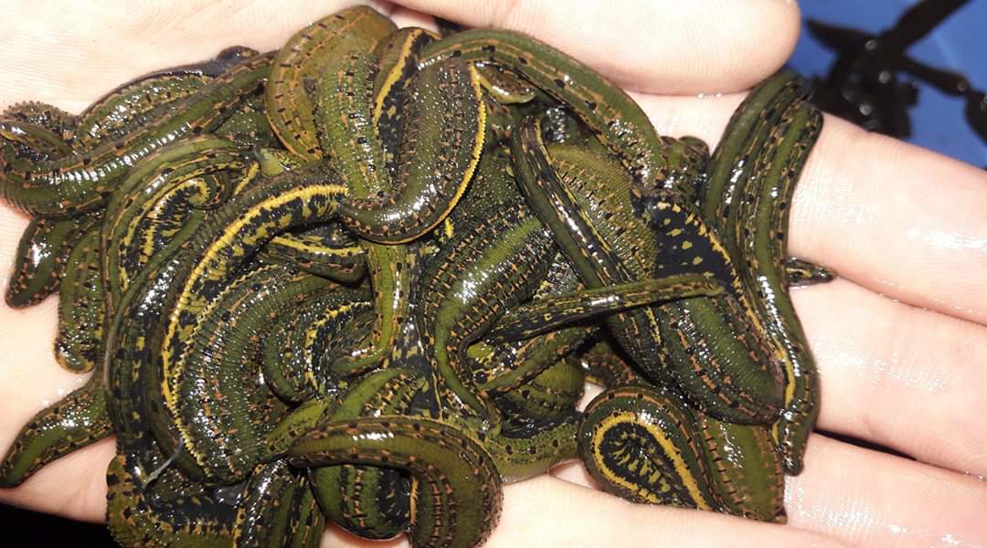 180 Hirudo Verbana Large Size Leeches