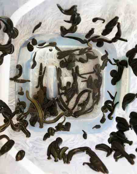 Hirudo Medicinalis Leeches For Sale Great Britain GB