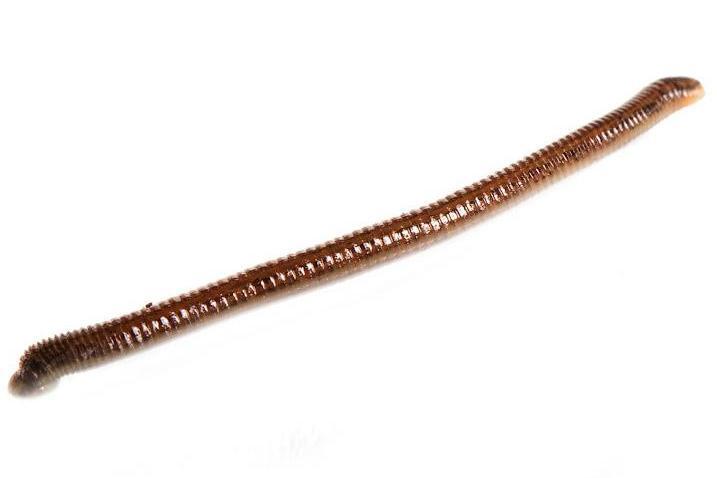 Cosmetic Leech Hirudo Medicinalis