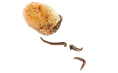 Baby Leeches 15