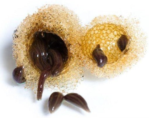 Baby Leeches Pack of: 40