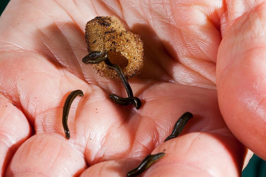 Pack Of 100 "Baby" Leeches