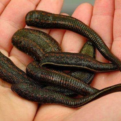 Order 16 Leeches in London