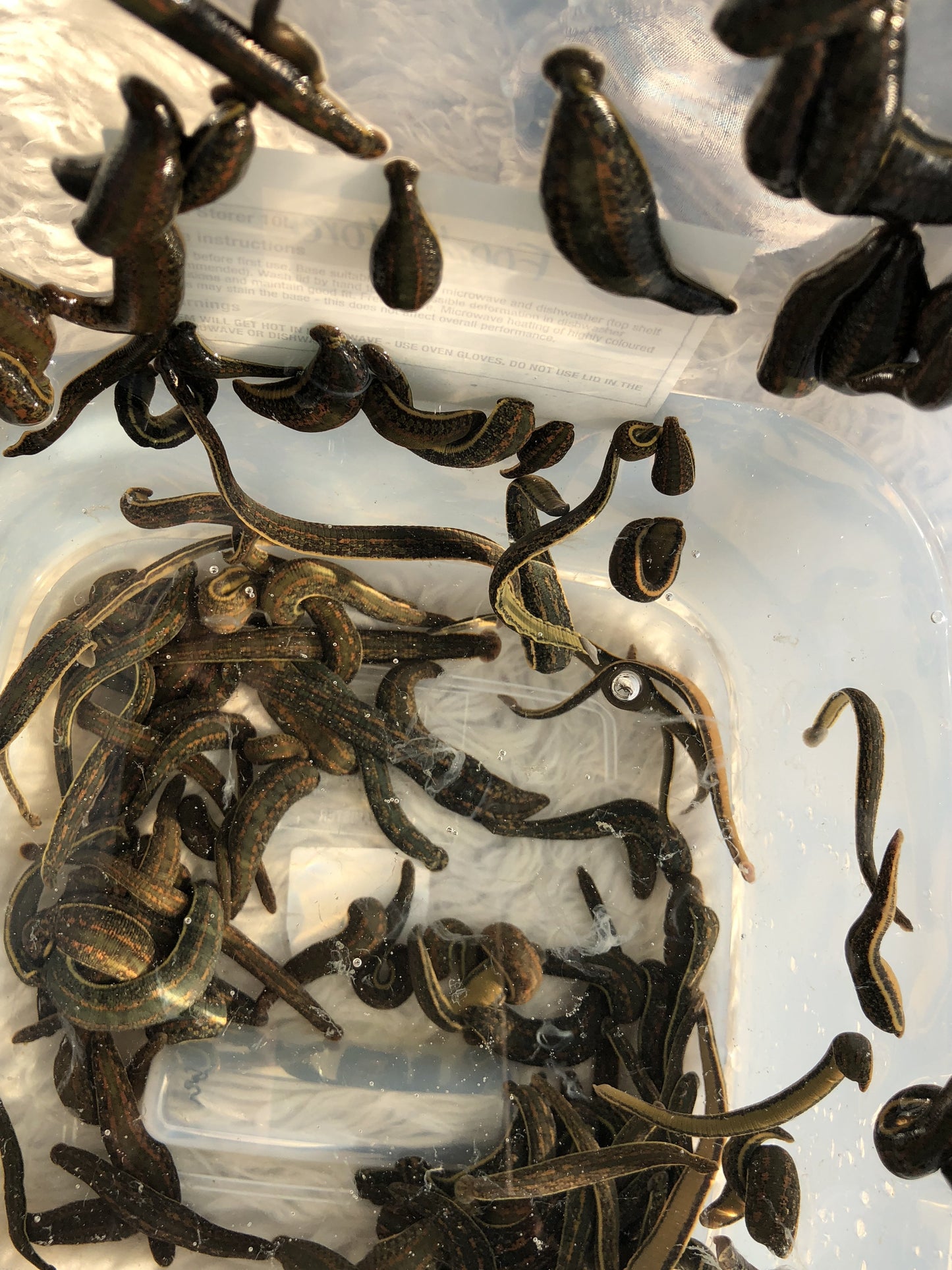 Buy 65 Leeches in Canada