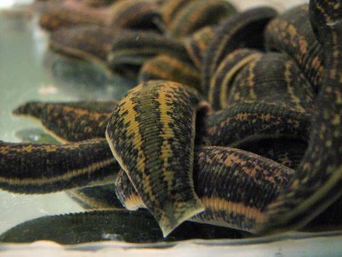 40 Hirudo Verbana Live Leeches