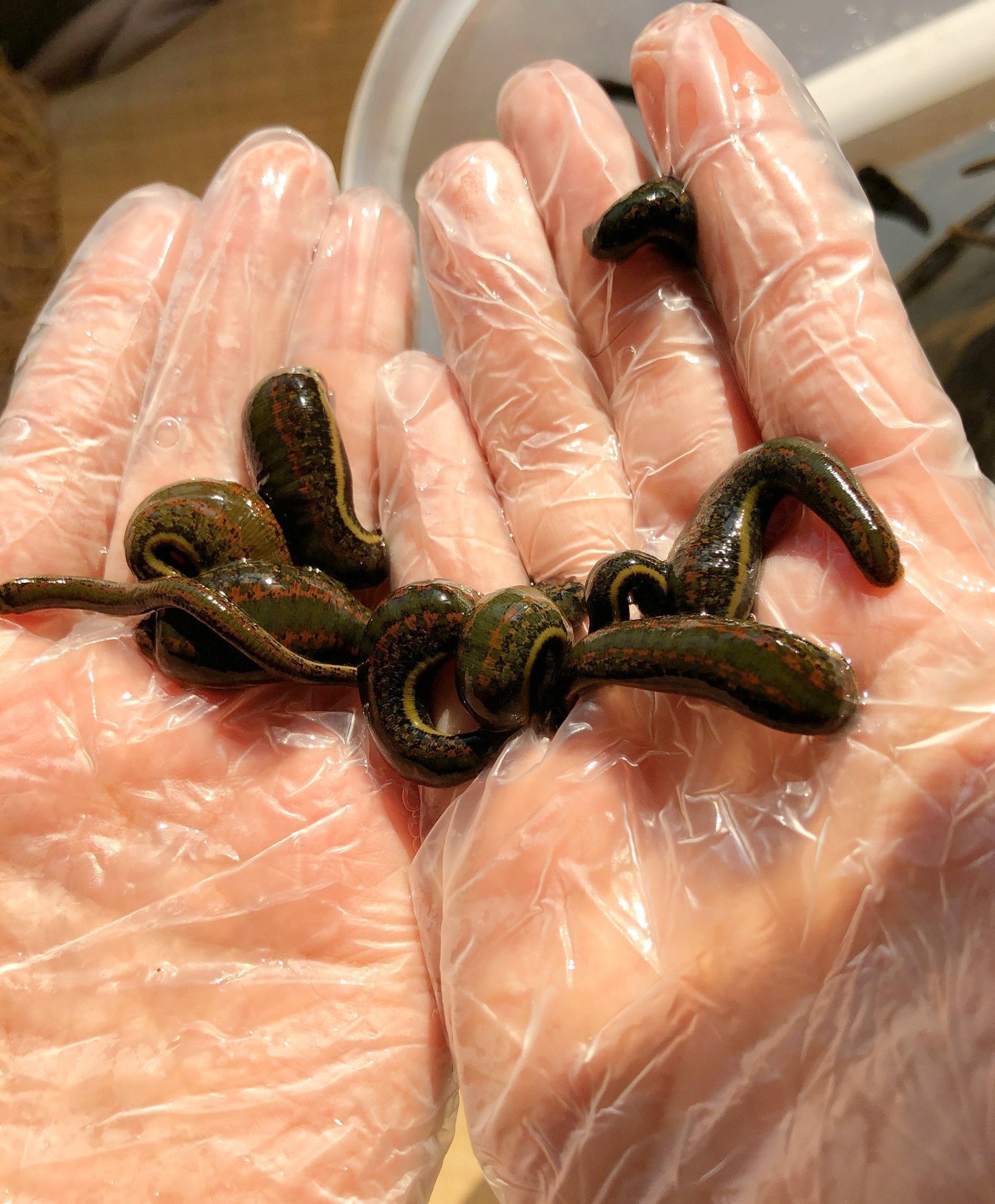 14 Hirudo Medicinalis Medium Leeches