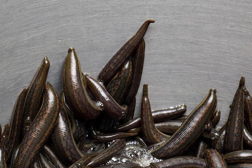 Buy 65 Medicinal Leeches - Medium Size in Europe