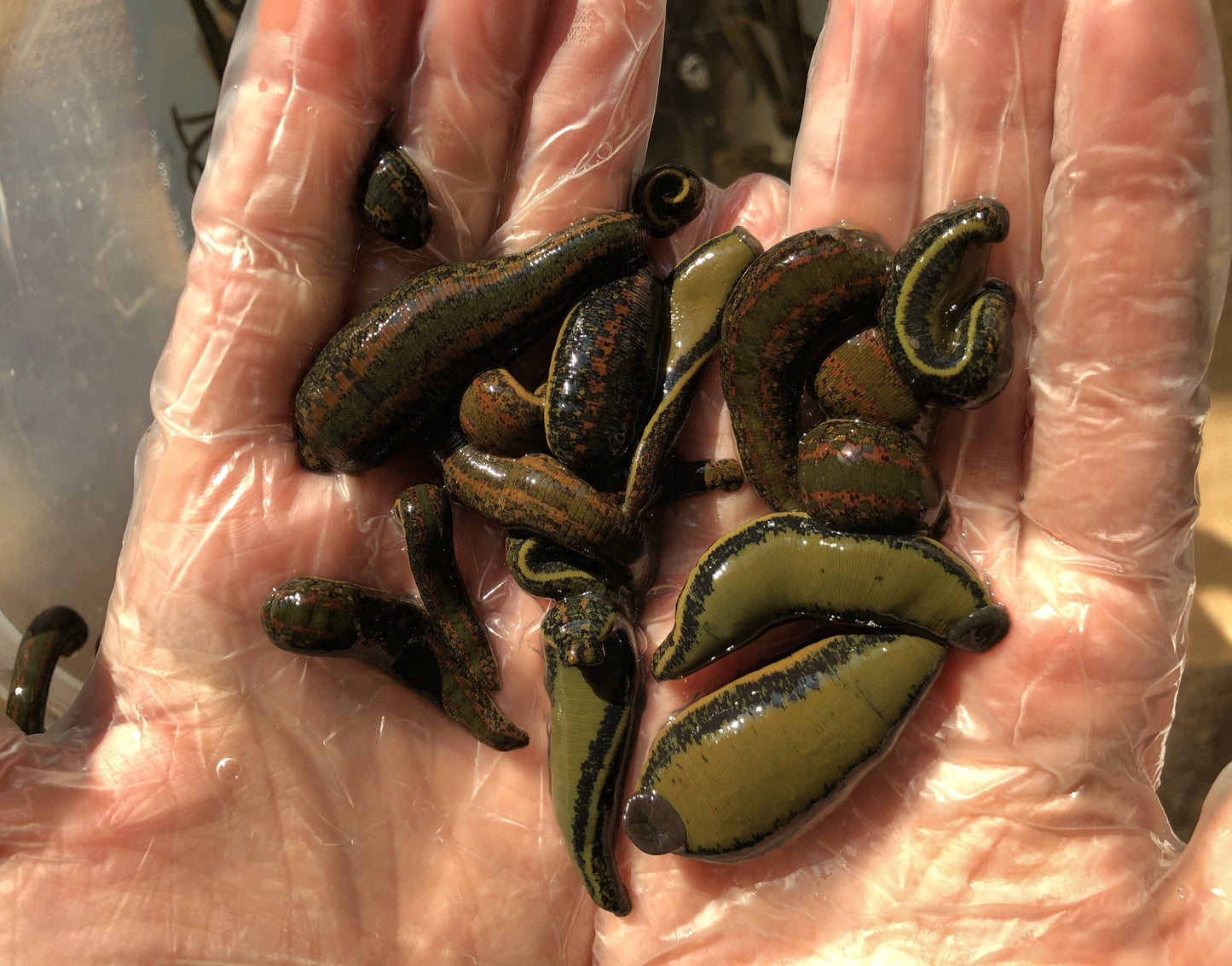 19 Leeches Hirudo Medicinalis