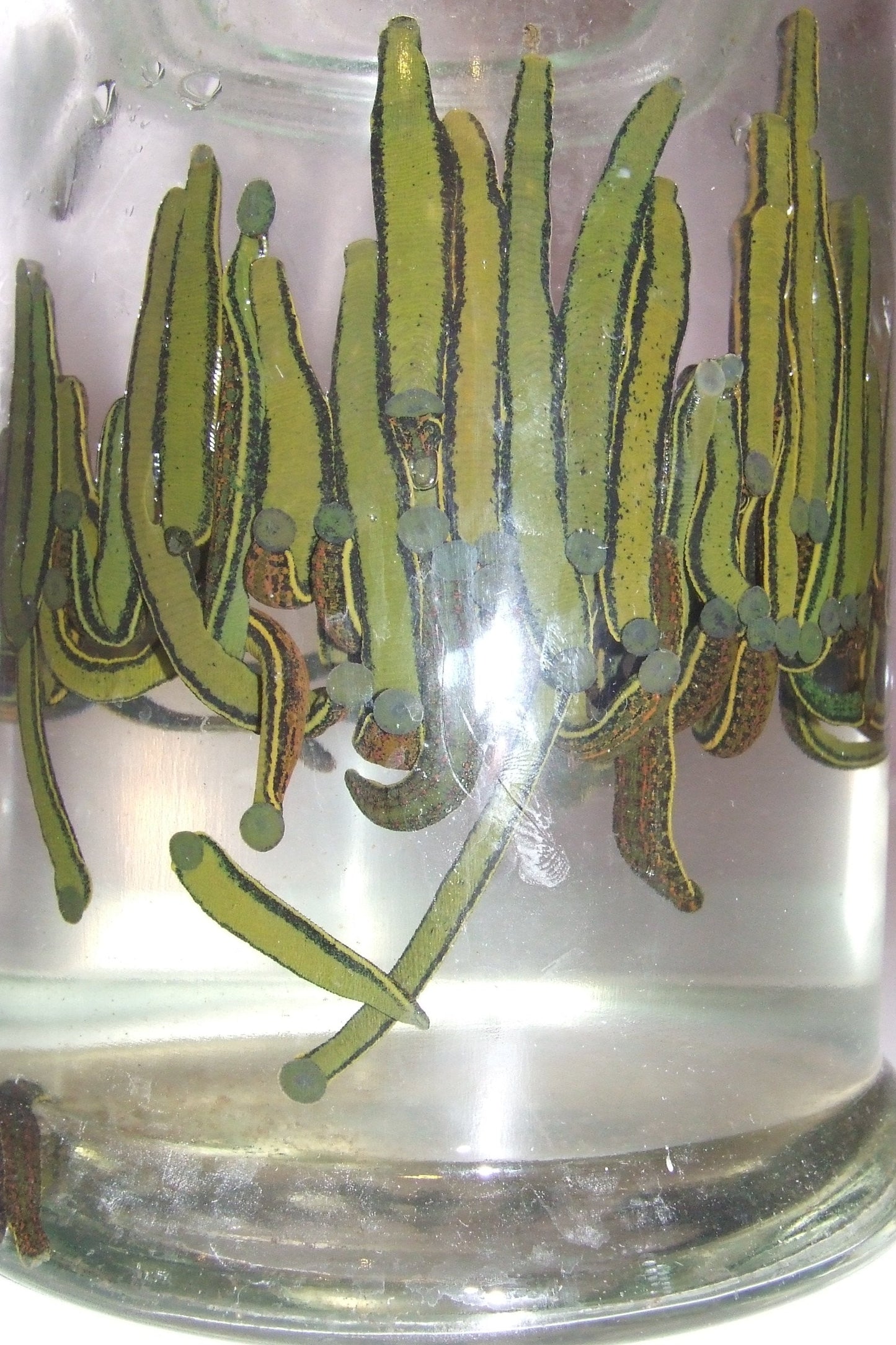 120 Hirudo Verbana Medium Leeches