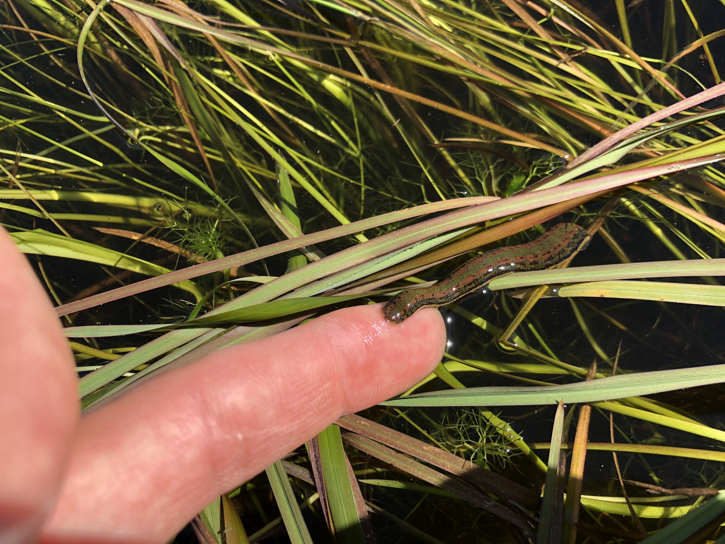 Medicinal Leech Australia - Medium Size