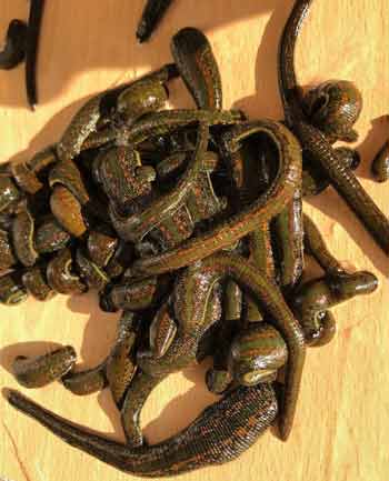115 Leeches Hirudo Verbana