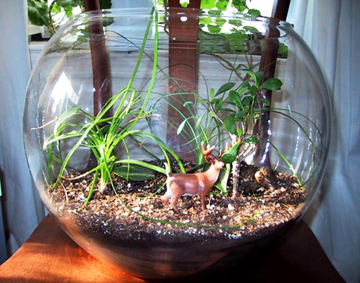 Aquarium For Leeches