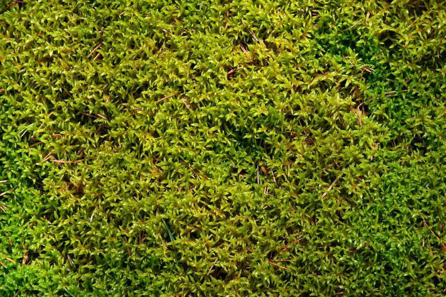 Moss for Leeches