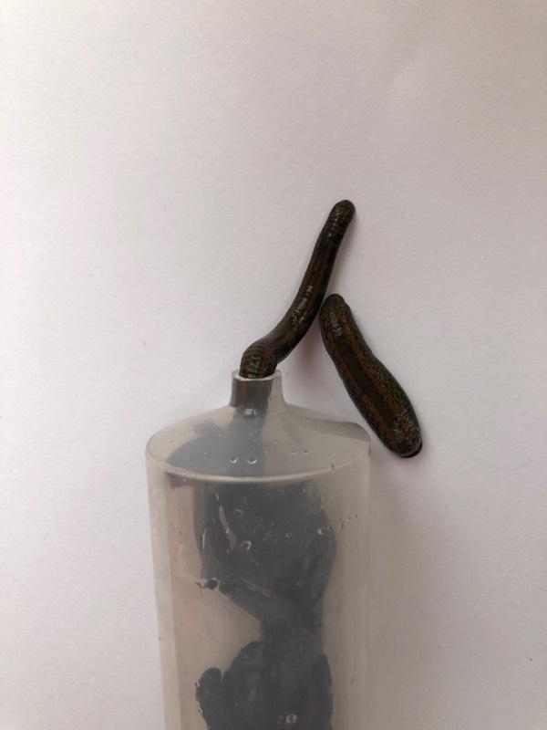 Syringe For Leeches
