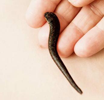 Hirudo Leeches 15
