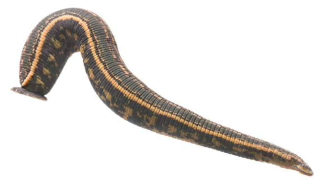 Sanguisughe Hirudo Orientalis Vive In Vendita