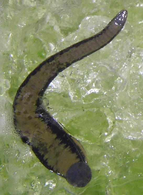 Leech Transport Gel