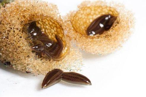 20 Cosmetic Leeches