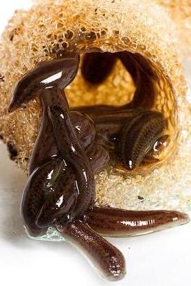 15 Baby UK Leeches