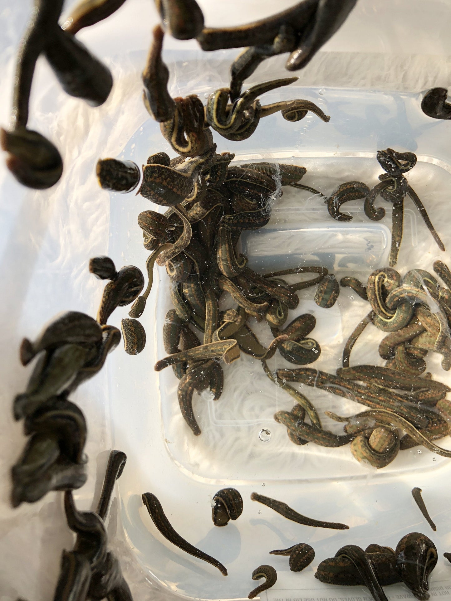 150 Medical Leeches "Hirudo Medicinalis"