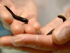 2 Medium Leeches Hirudo Verbana