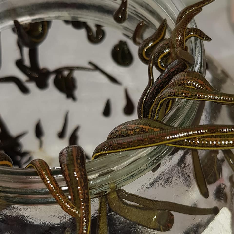 175 Leeches Hirudo Verbana
