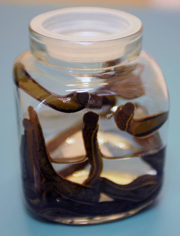 Buy 8 Leeches in South Africa