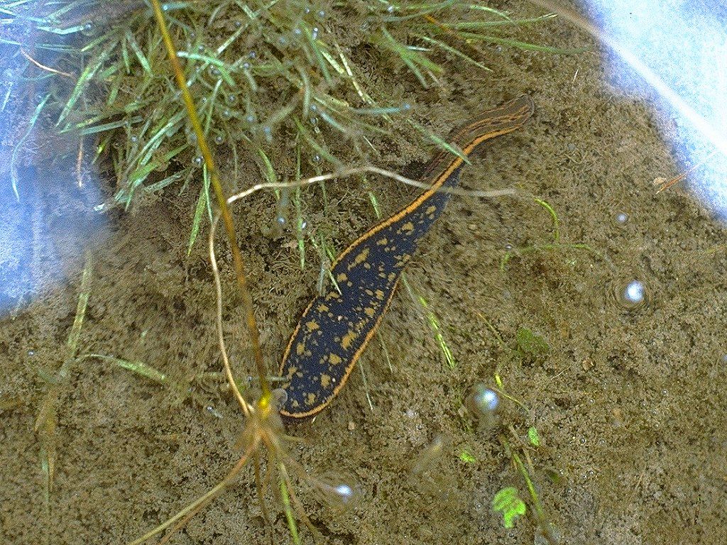 Leech Lake Mud 0.5 kg. Natural Leech Habitat