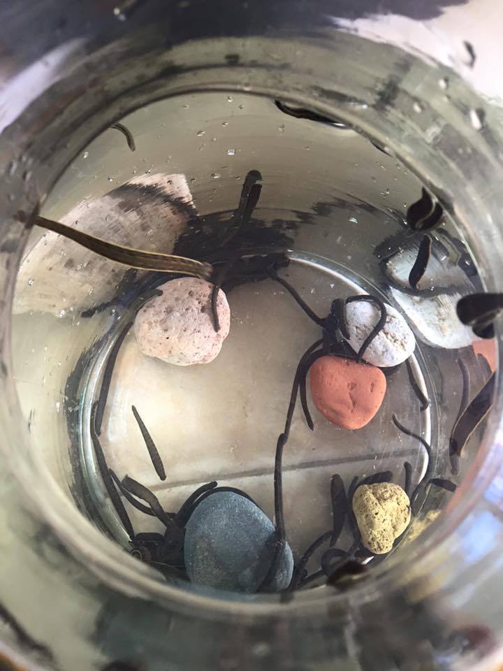 35 Live European Hirudo Verbana Leeches