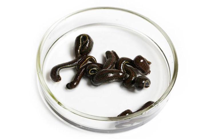 17 Hirudo Verbena Leeches