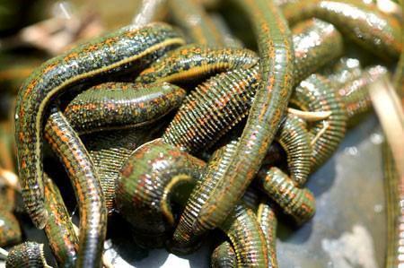 60 Leeches Hirudo Medicinalis