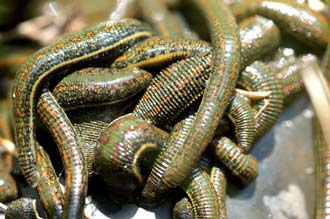 95 Hirudo Verbana Large Leeches