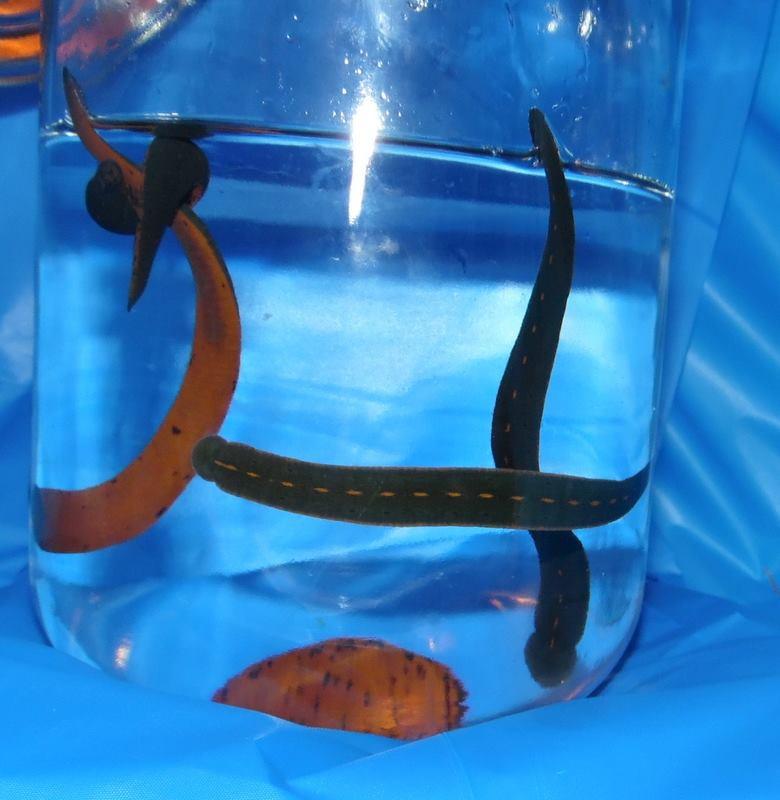 400 Leeches From North America