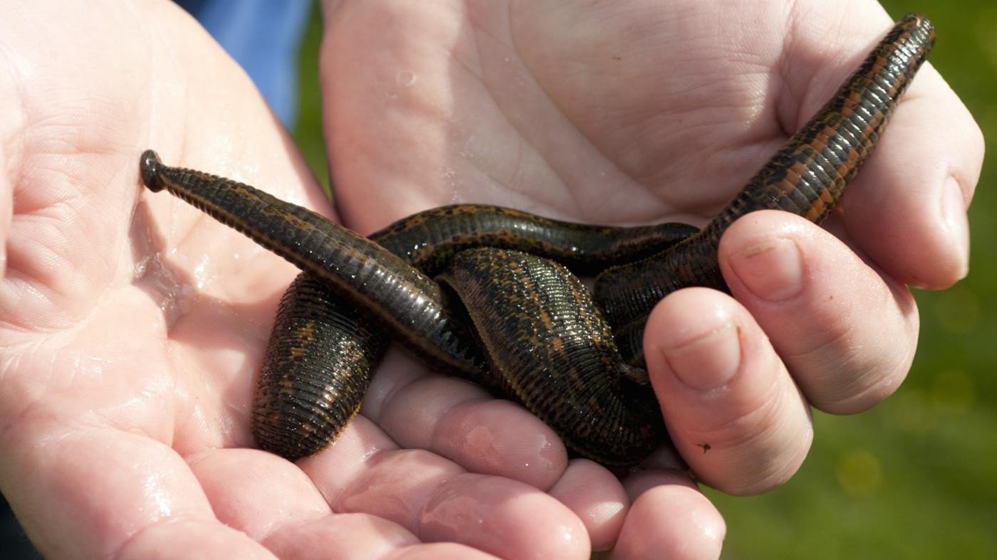 100 Medical Leeches