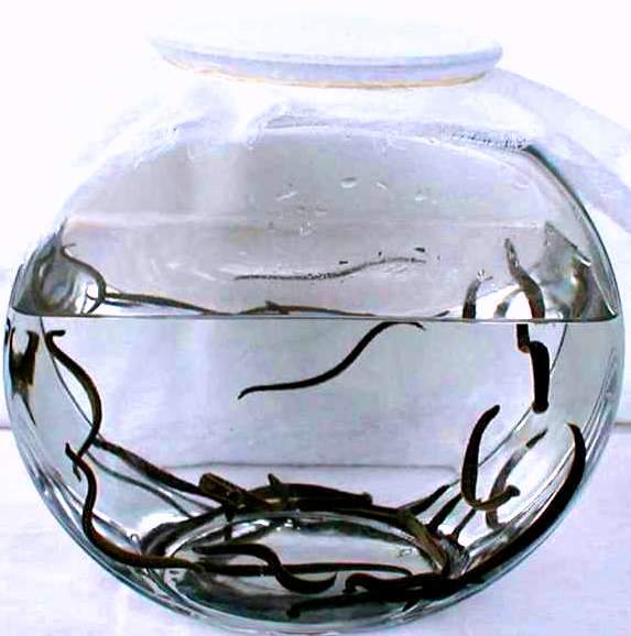 20 Large Medical Leeches Hirudo Verbana