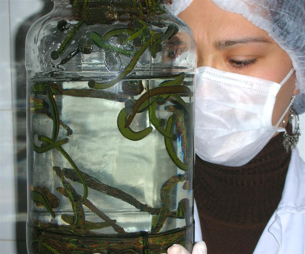 Leeches Online Discount - Pack of 60 Leeches