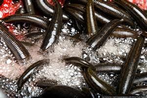 Buy 220 Medical Leeches in Australia