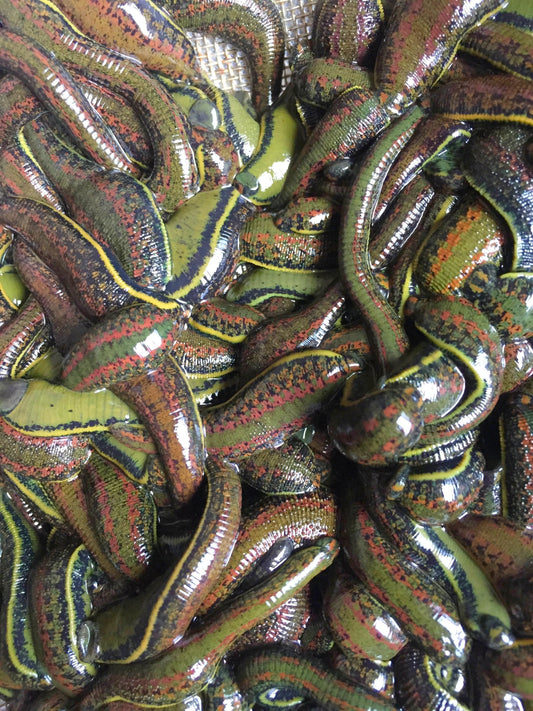 Order 200 Leeches in Great Britain