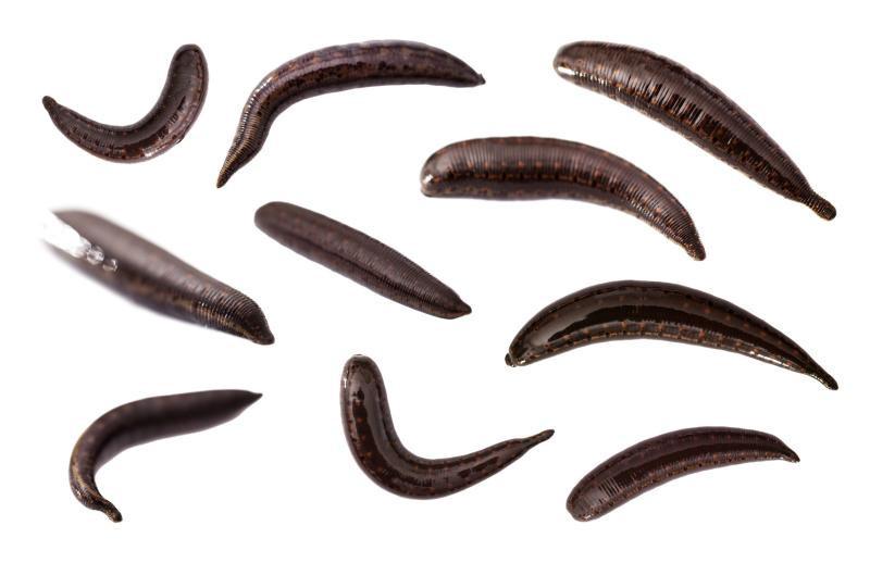 Hirudo Orientalis Leeches 17