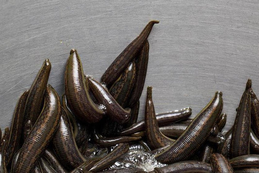 Buy 65 Medicinal Leeches - Medium Size in Europe