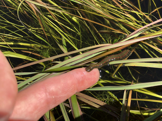 Medicinal Leech Australia - Medium Size