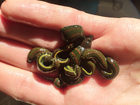 9 Medicinal Leeches-Small Size