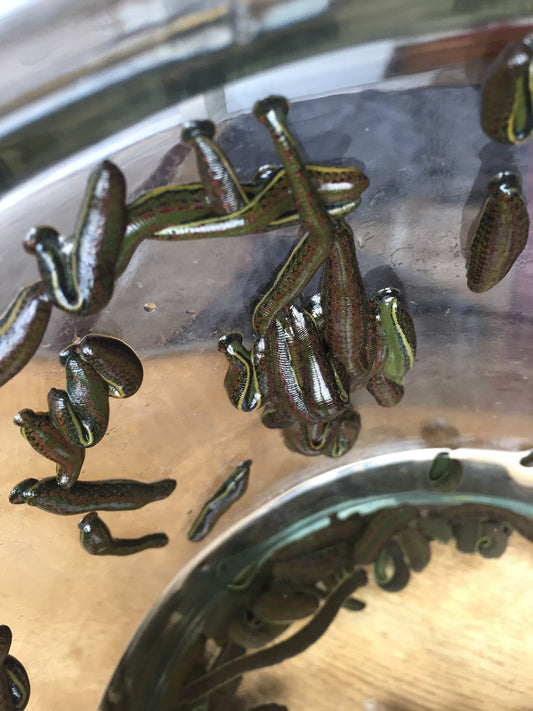 Hirudo Leeches for Veterinary Procedures