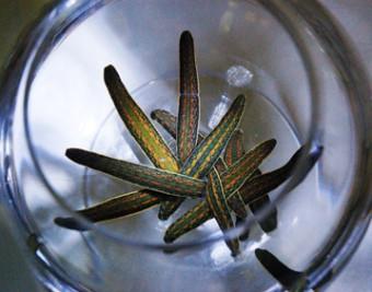 Hirudo Orientalis Leeches 11